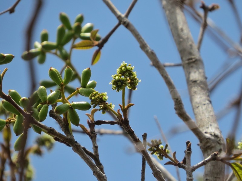 Guapira darwinii photo 3