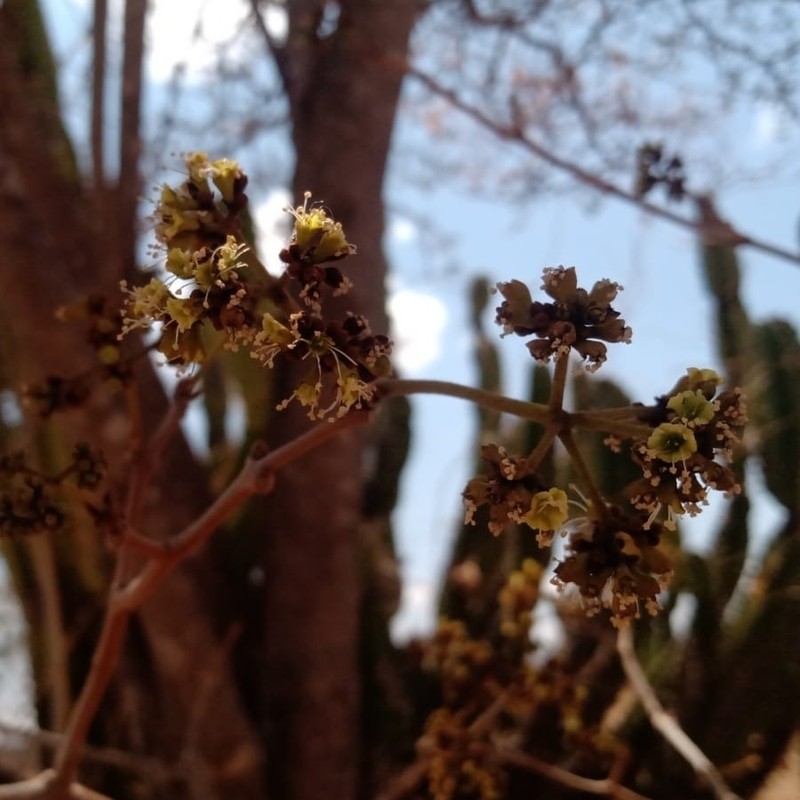 Guapira darwinii photo 5