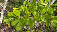 Beeftree