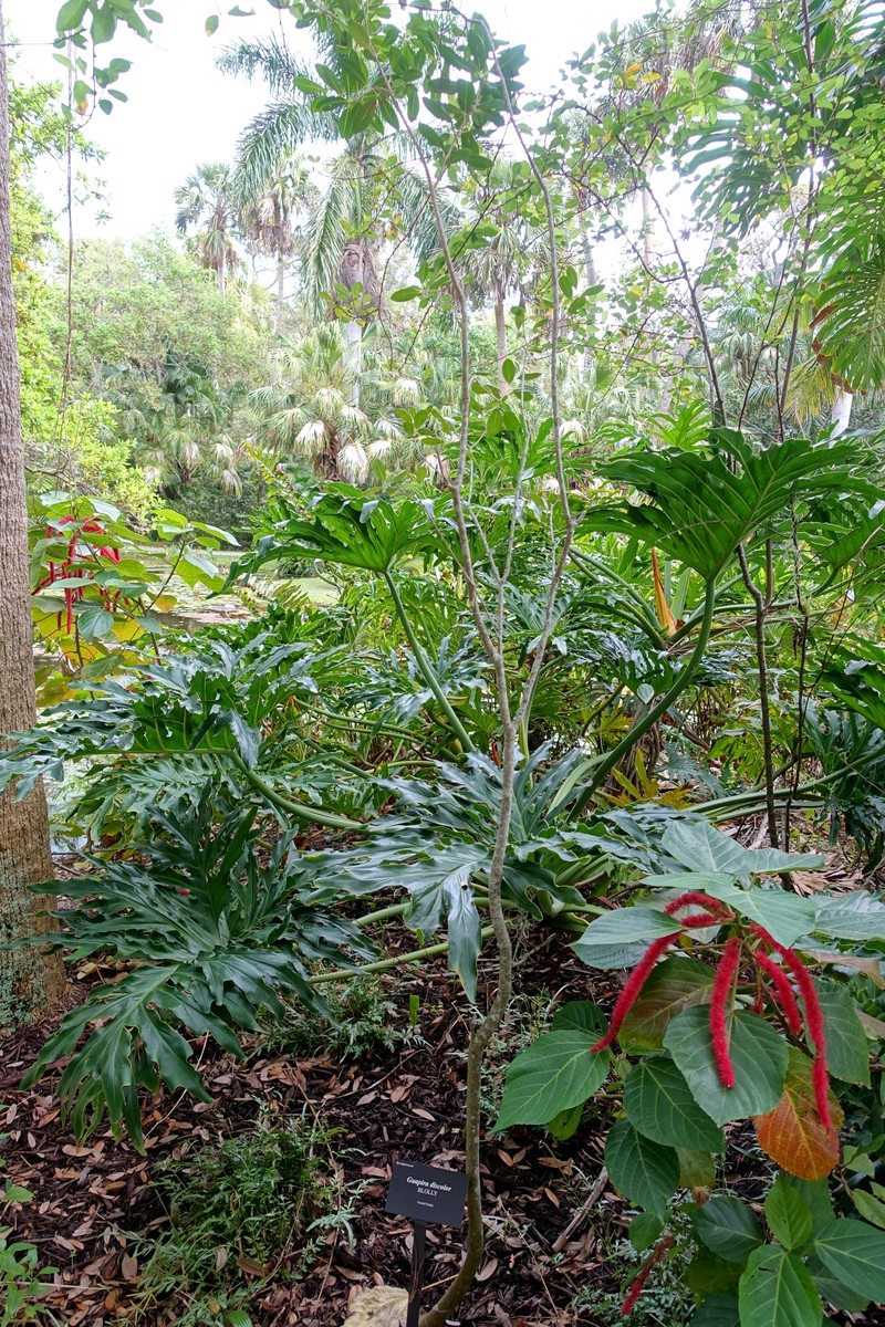 Guapira florida