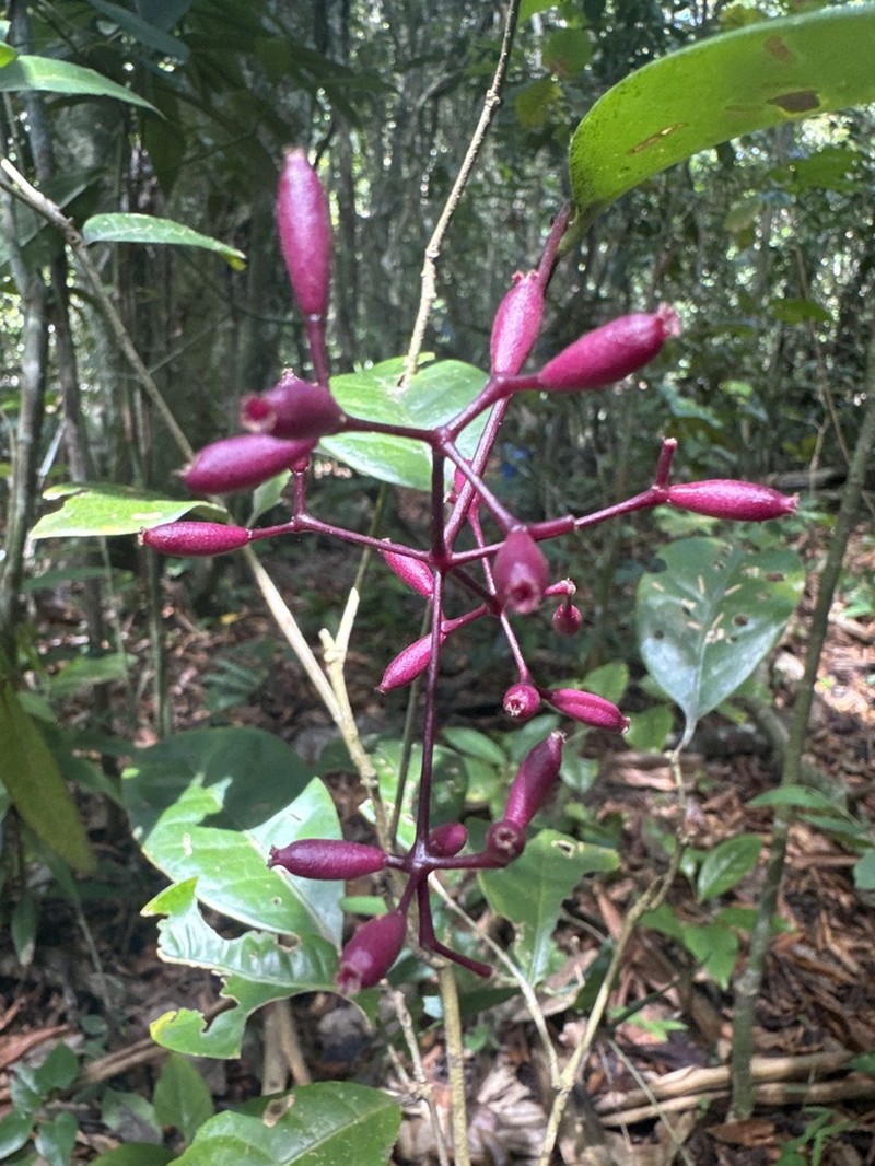 Guapira heterophylla
