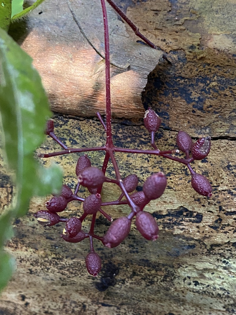 Guapira heterophylla photo 3