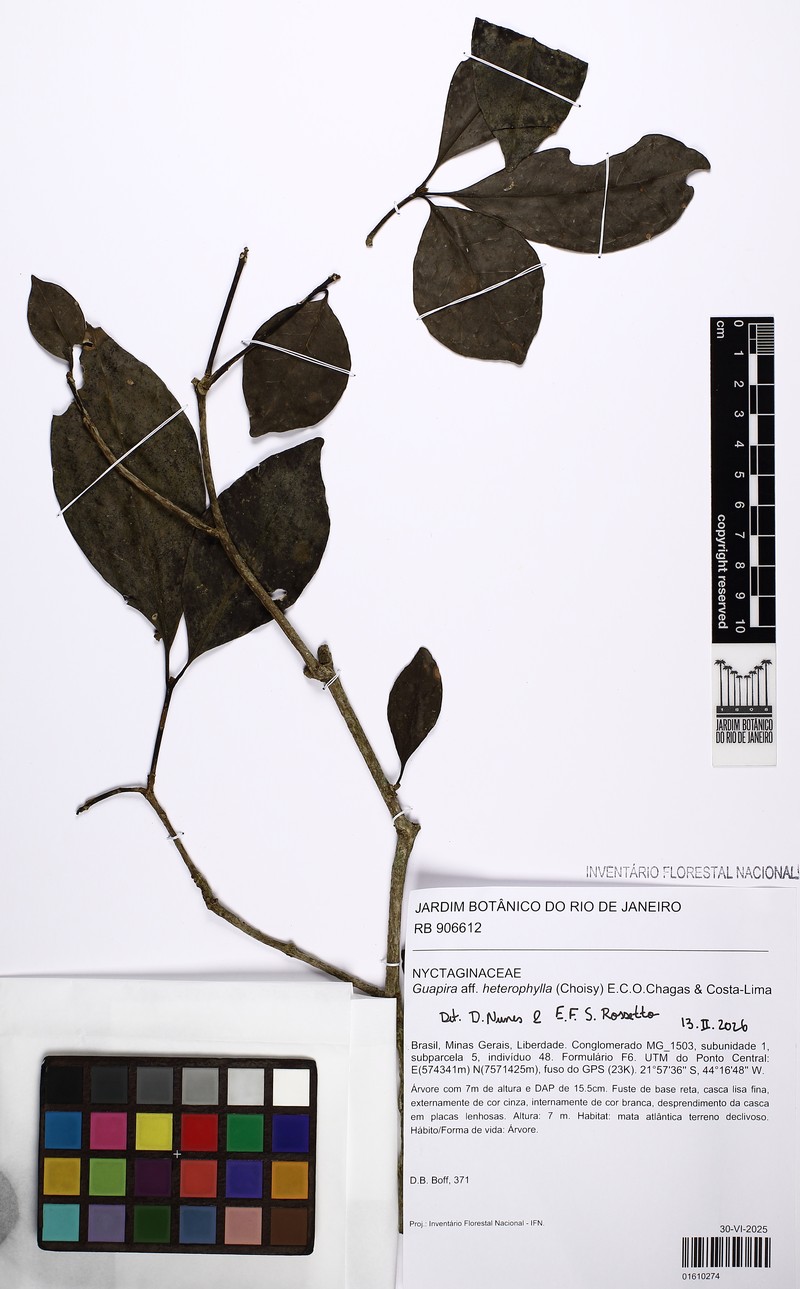 Guapira heterophylla photo 4
