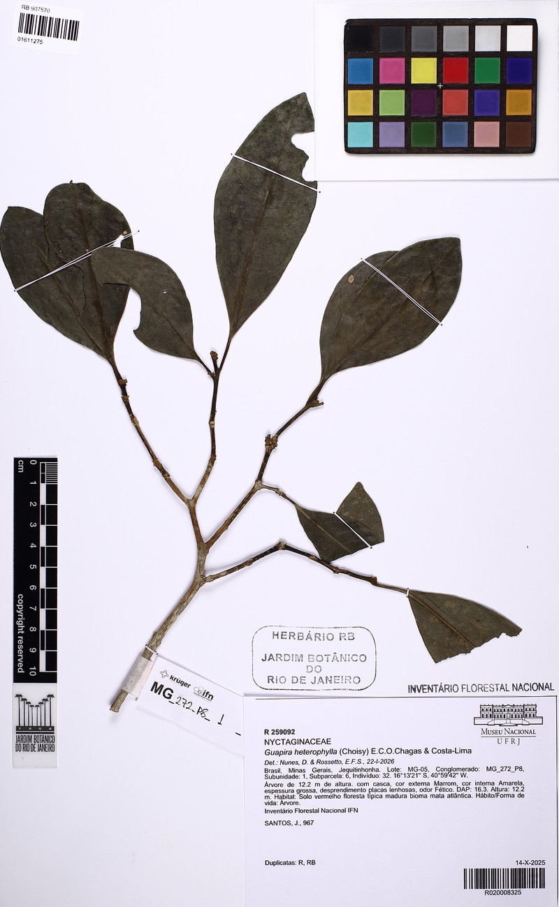 Guapira heterophylla photo 5