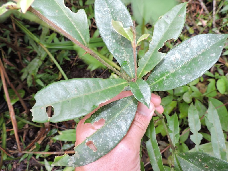 Guapira laurifolia