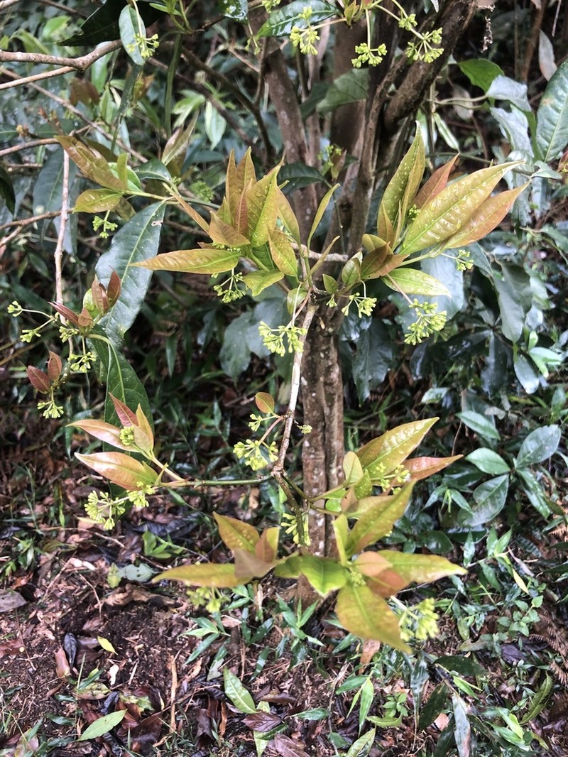 Guapira laurifolia photo 2