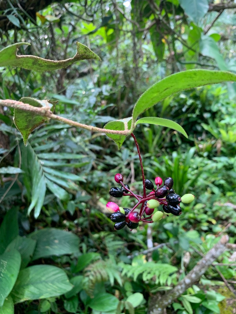 Guapira laurifolia photo 3