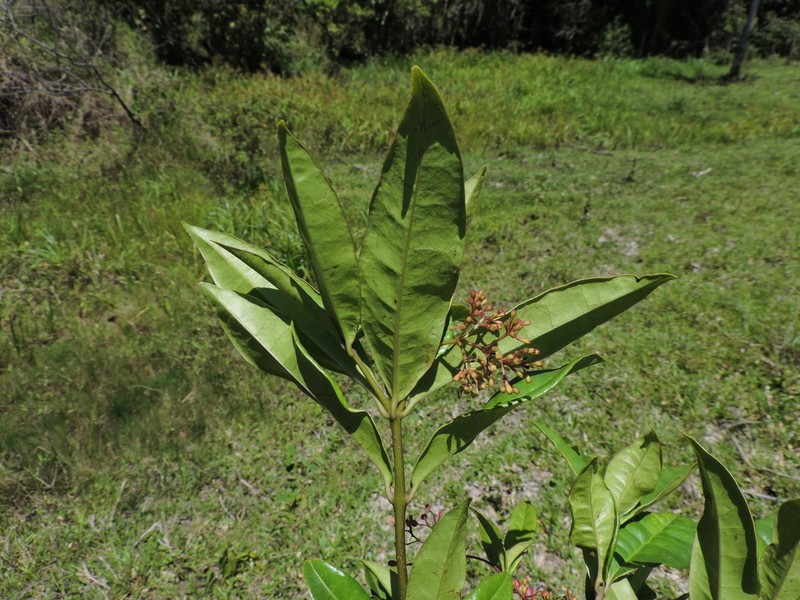Guapira laurifolia photo 4