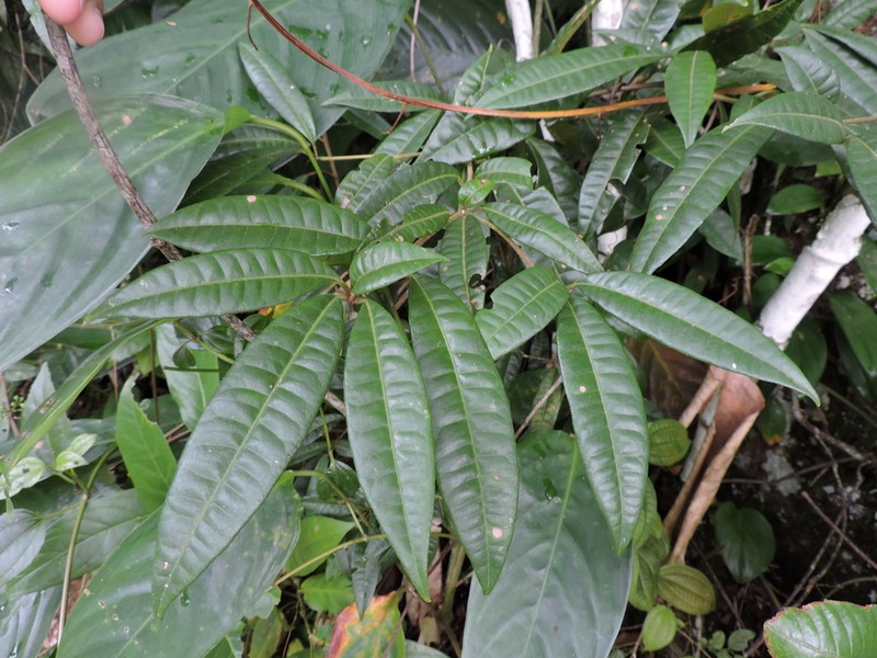 Guapira laurifolia photo 5