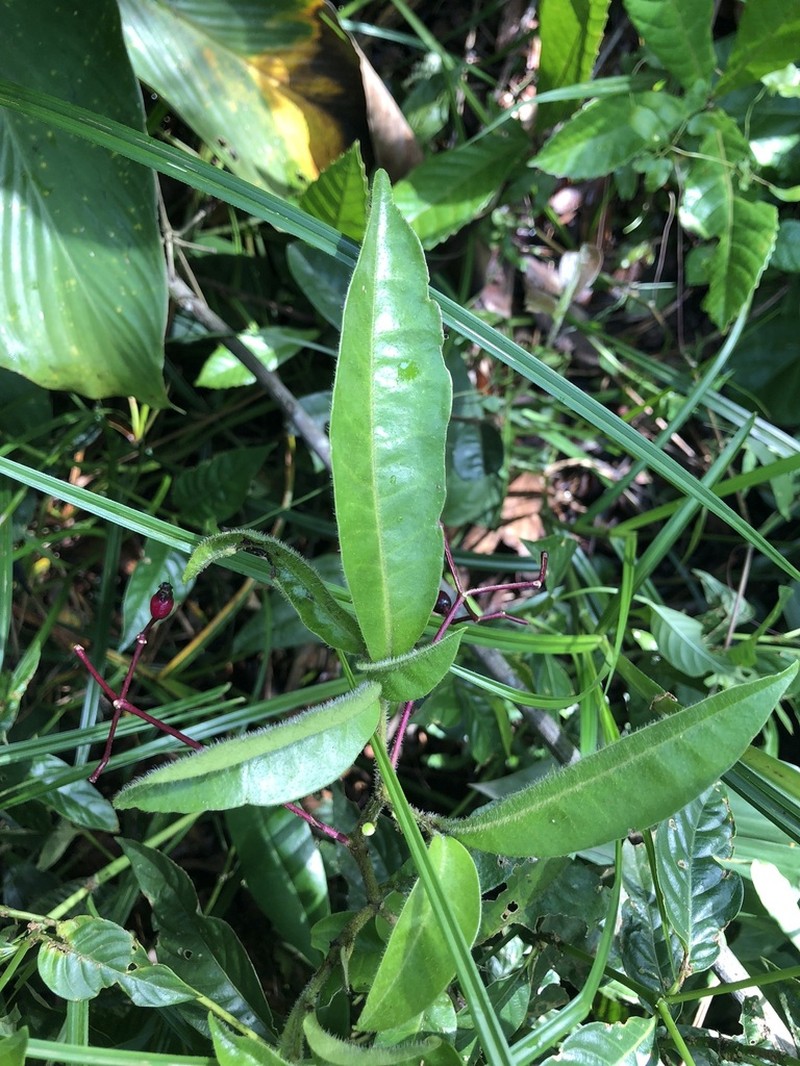 Guapira laurifolia photo 6