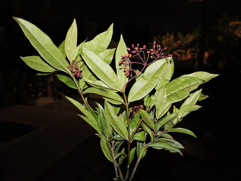 Guapira laurifolia photo 7