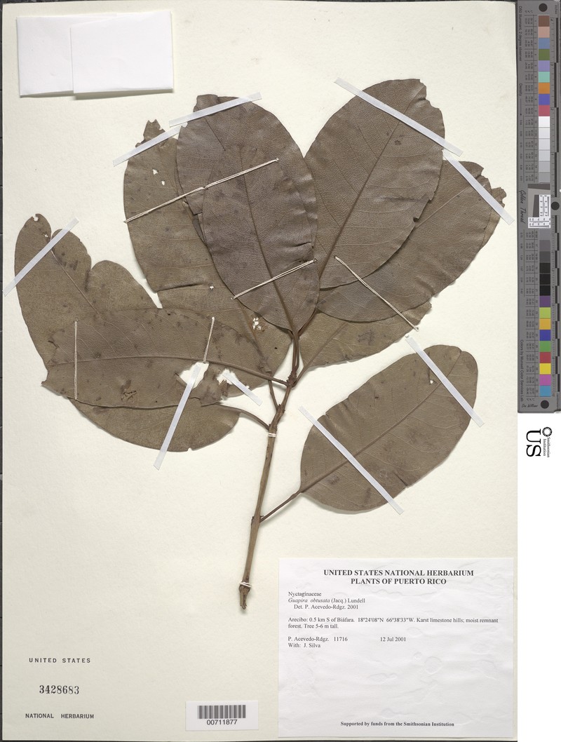 Guapira obtusata subsp. obtusata