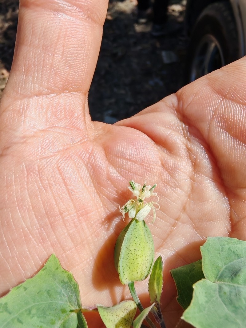Guardiola carinata