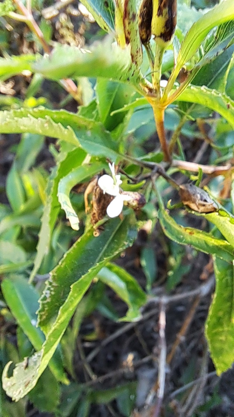 Guardiola mexicana var. angustifolia