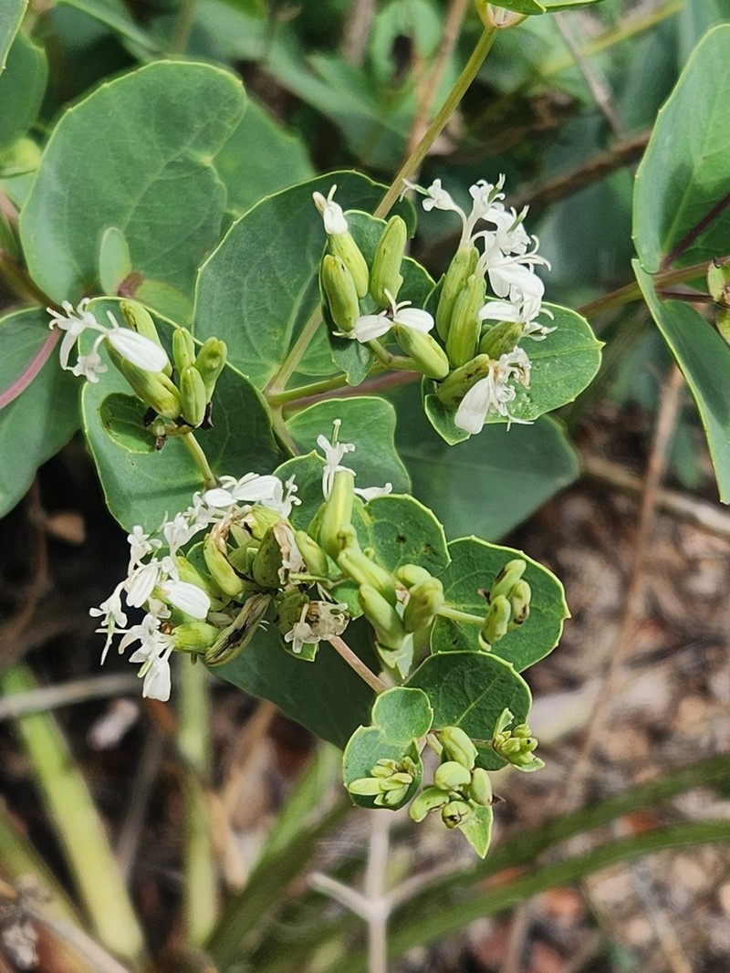 Apache Plant