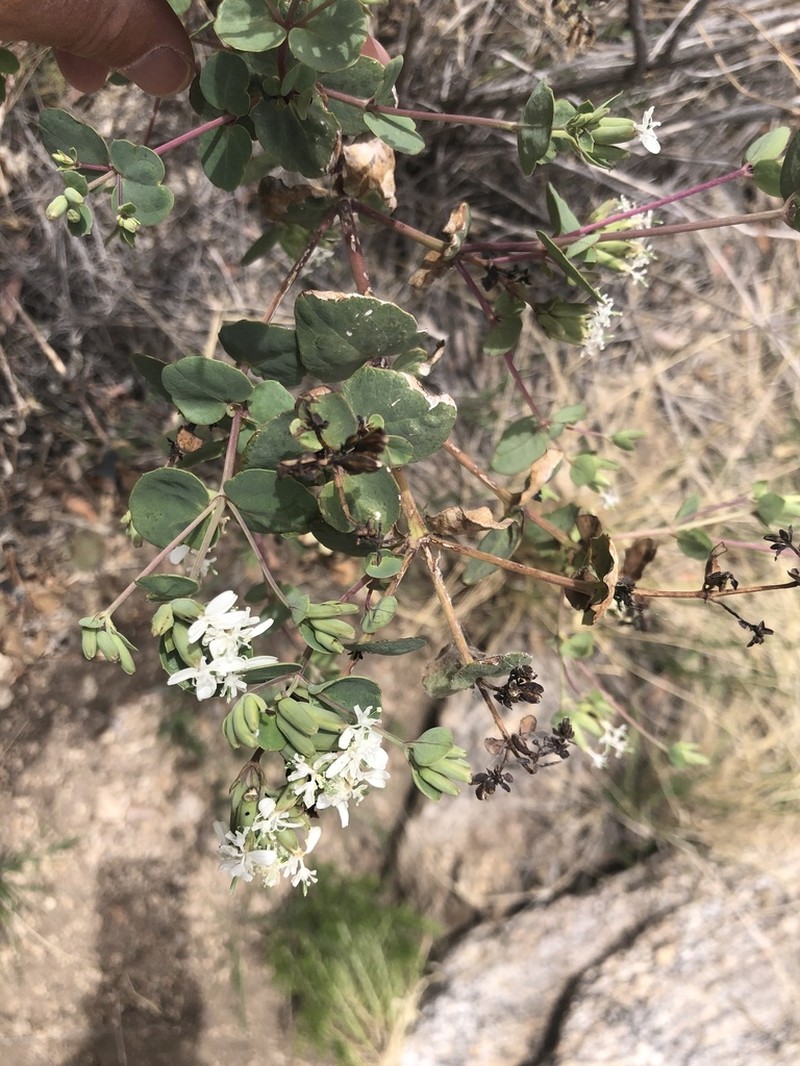Apache Plant photo 2