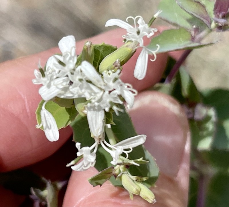 Apache Plant photo 3