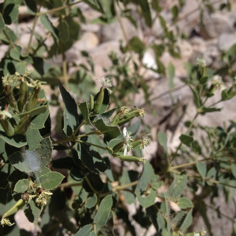 Apache Plant photo 4
