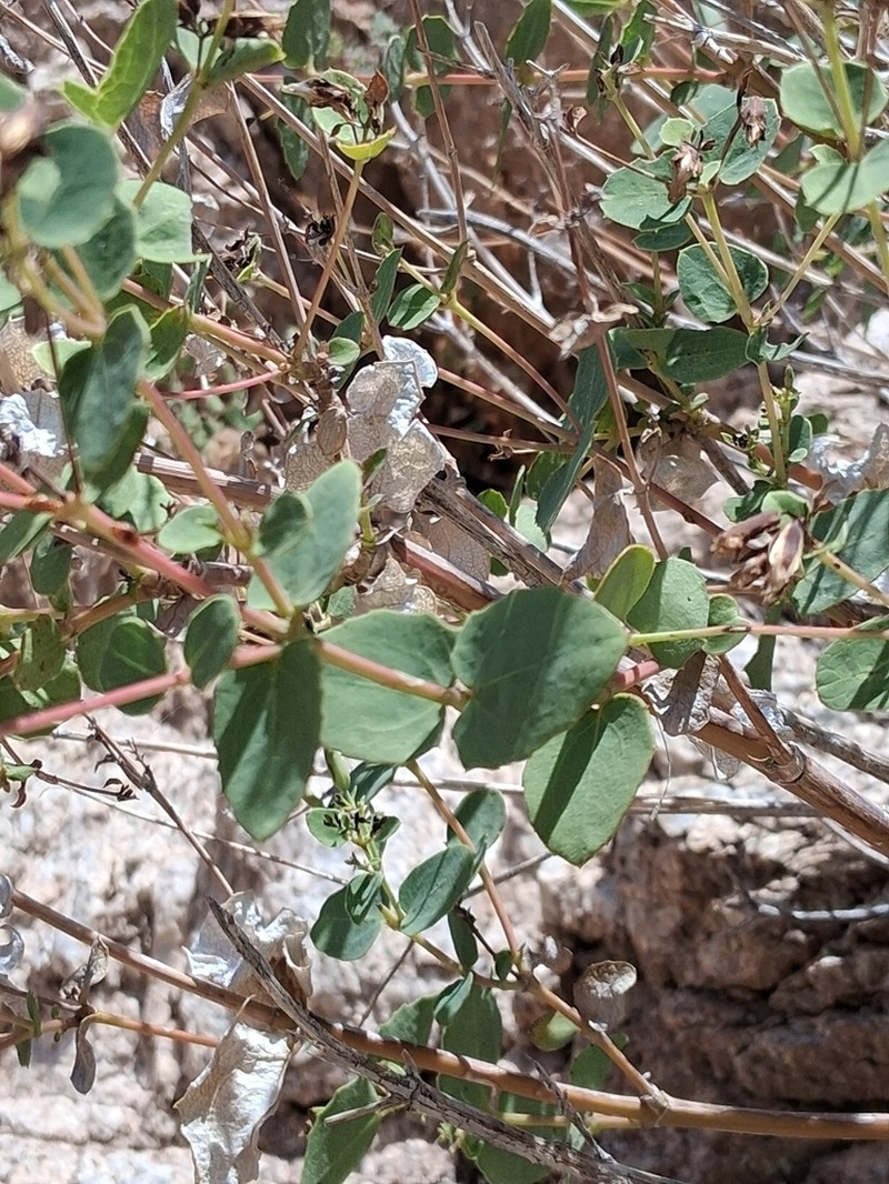 Apache Plant photo 5