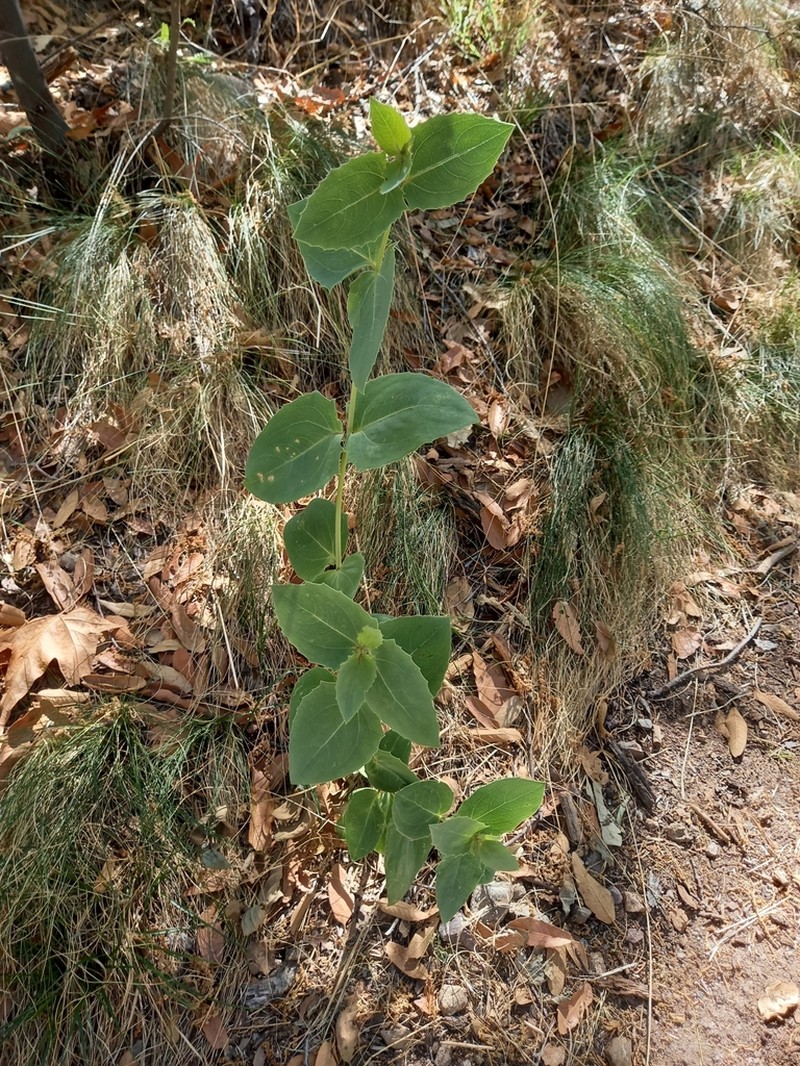 Apache Plant photo 6