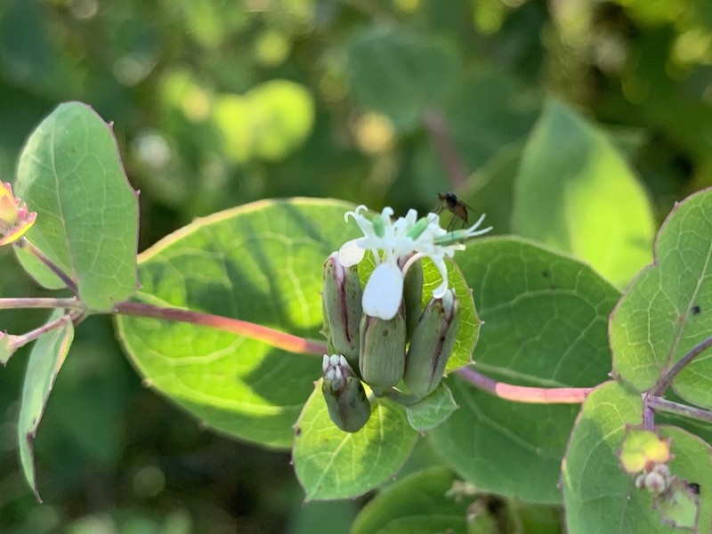 Apache Plant photo 7