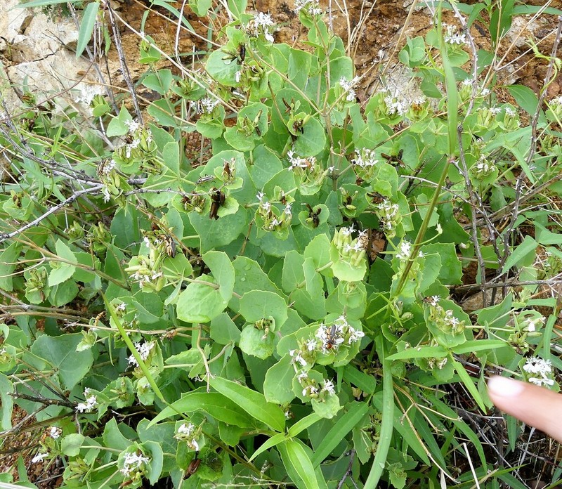 Apache Plant photo 8
