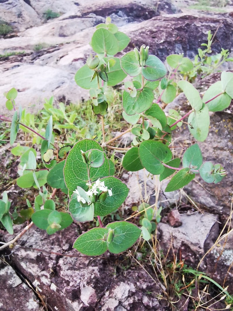 Guardiola rotundifolia photo 3