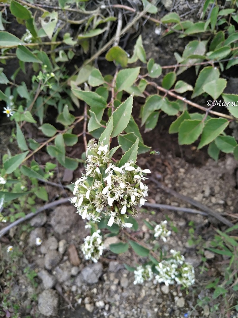 Guardiola tulocarpus