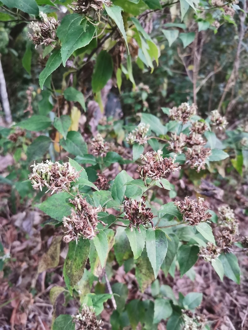 Guardiola tulocarpus photo 4