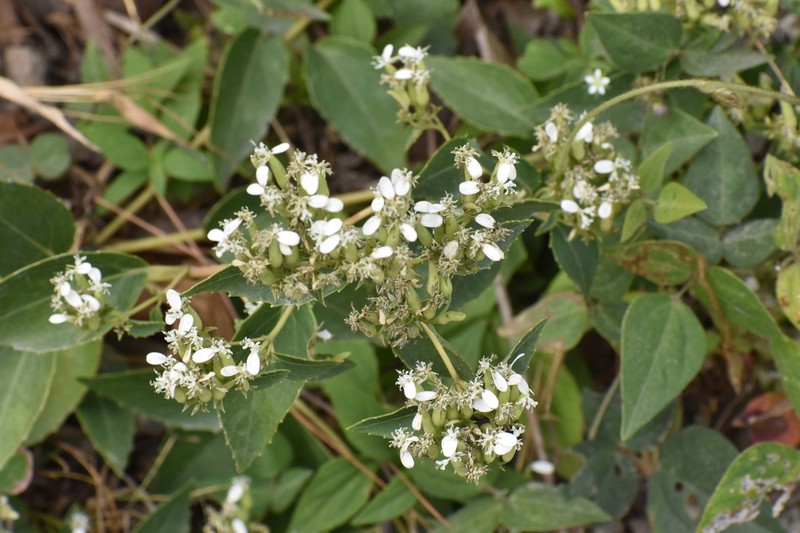 Guardiola tulocarpus photo 6
