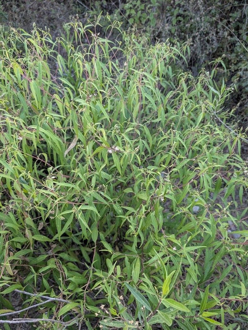Guardiola tulocarpus photo 7