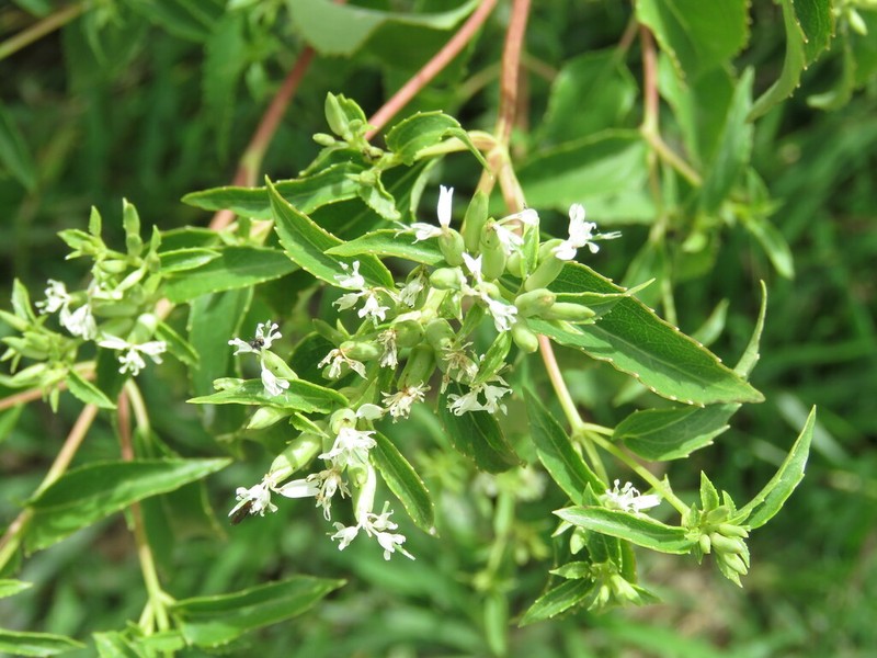 Guardiola tulocarpus photo 8
