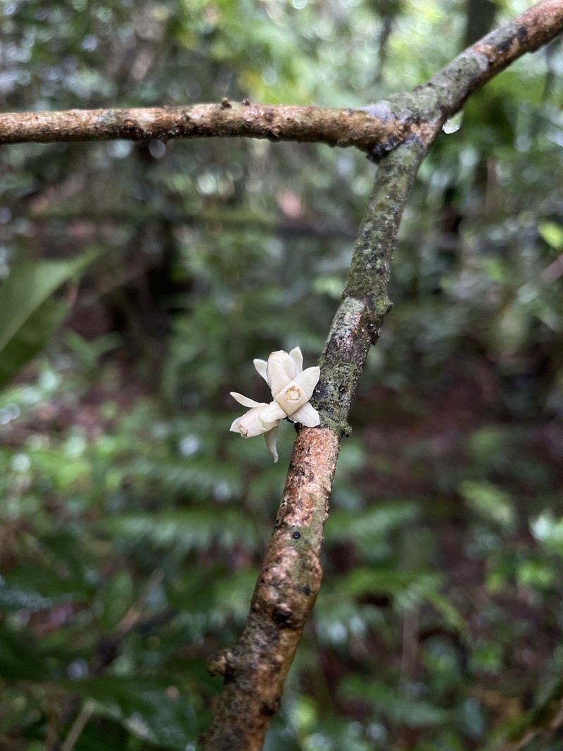 Alligatorwood photo 3