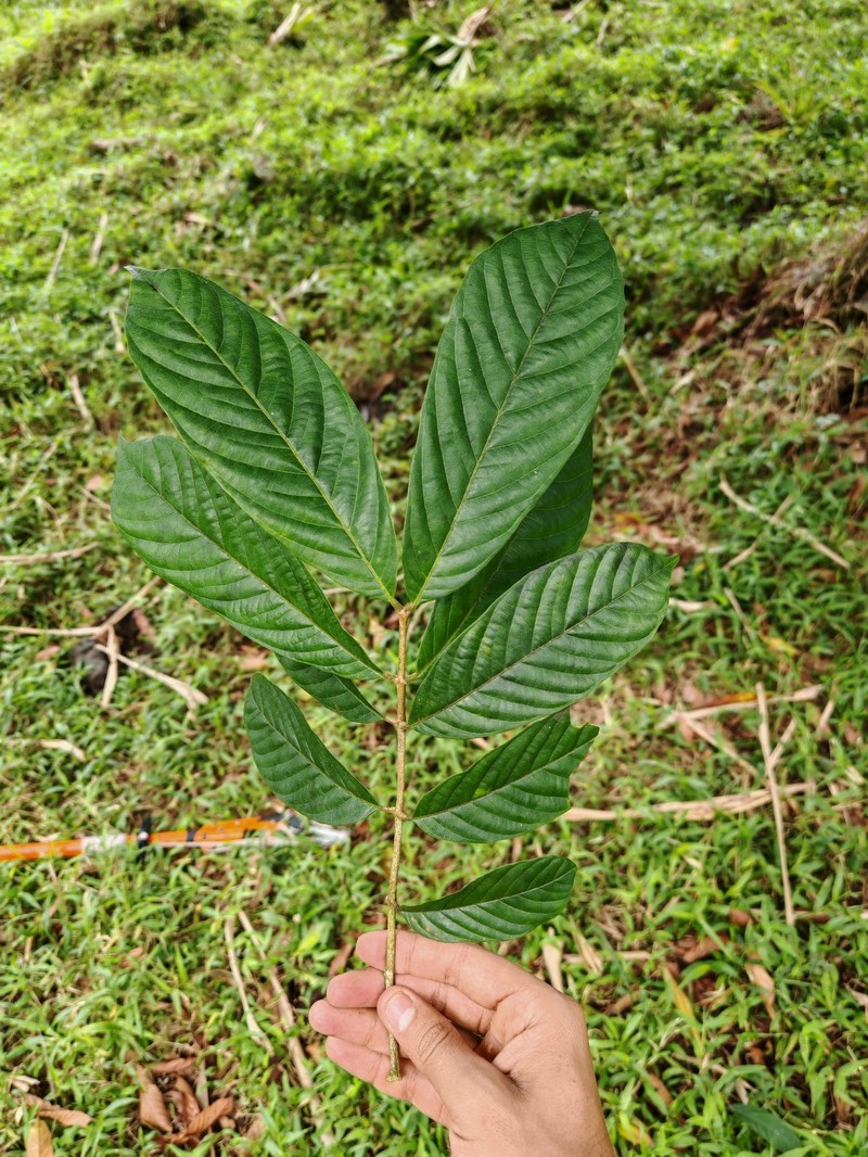 Guarea glabra subsp. glabra