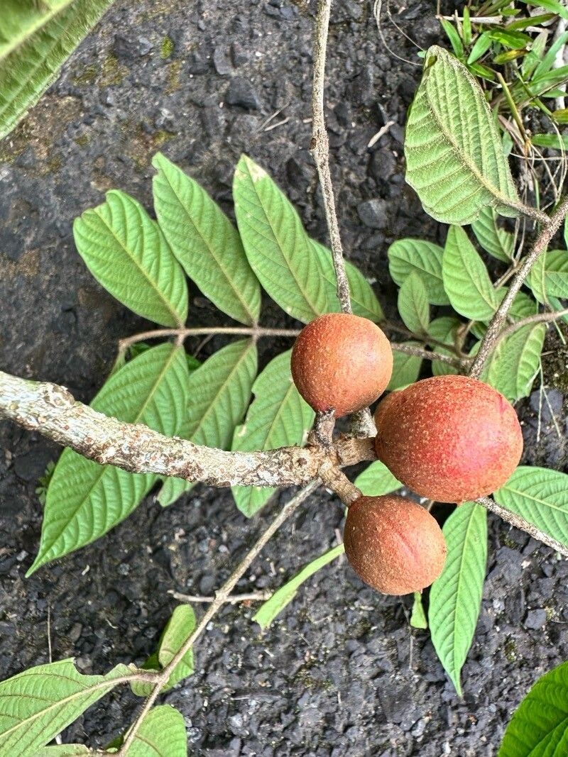 Guarea glabra subsp. glabra photo 2