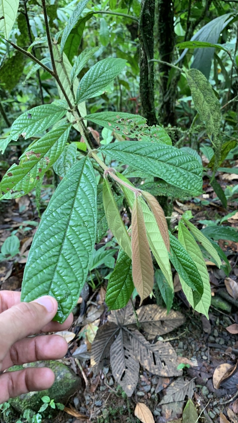 Guarea glabra subsp. glabra photo 3