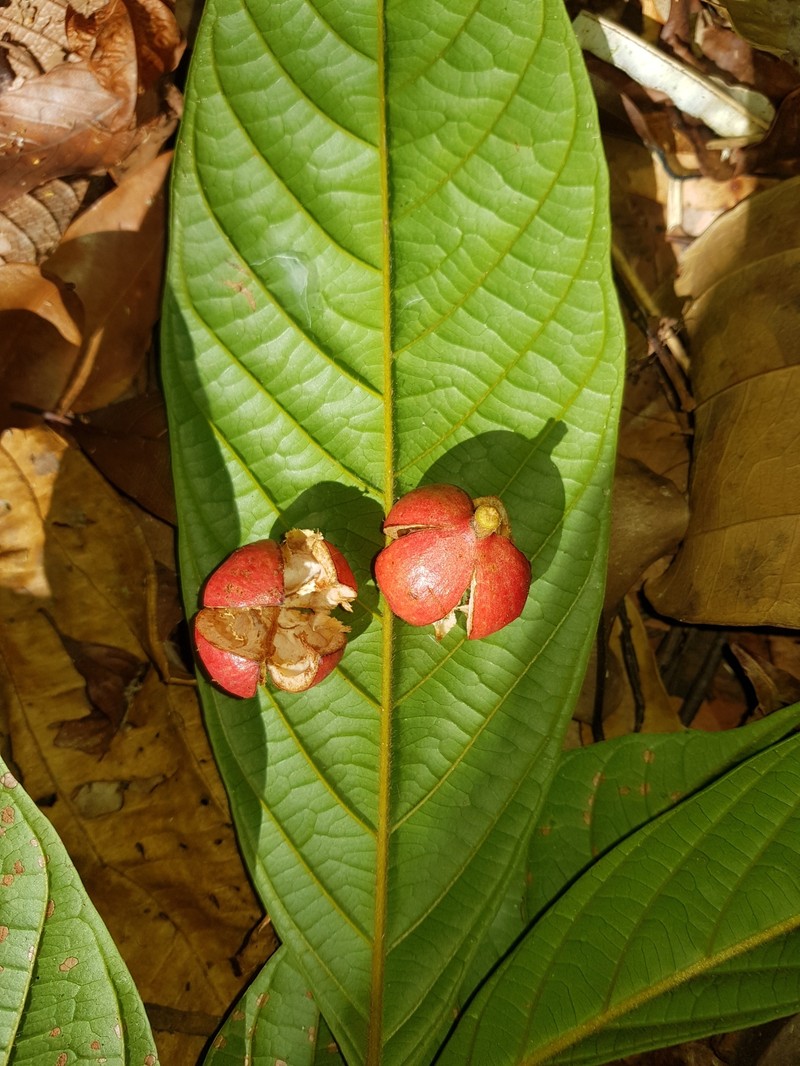 Guarea glabra subsp. glabra photo 4