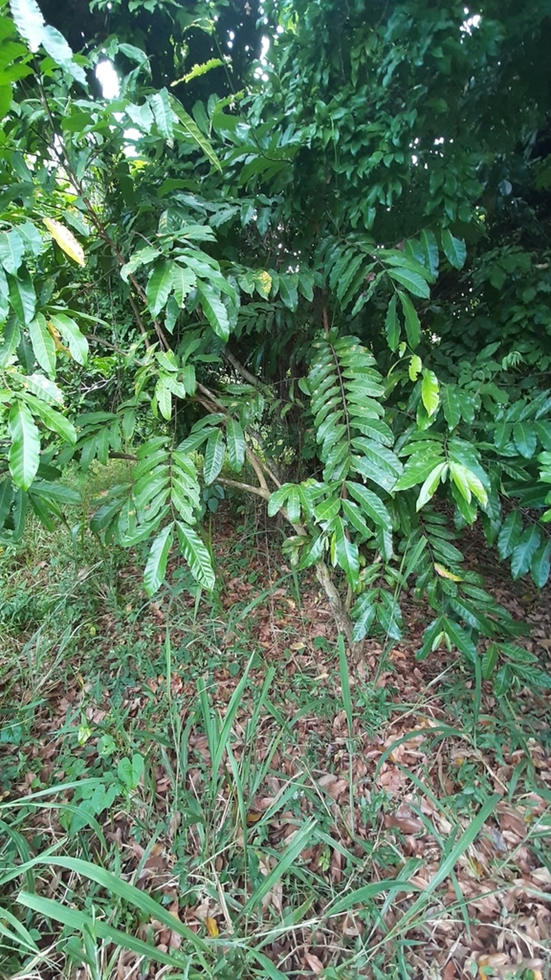 American Muskwood photo 4