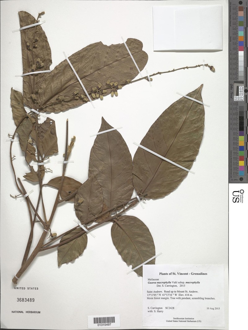 Guarea macrophylla subsp. macrophylla