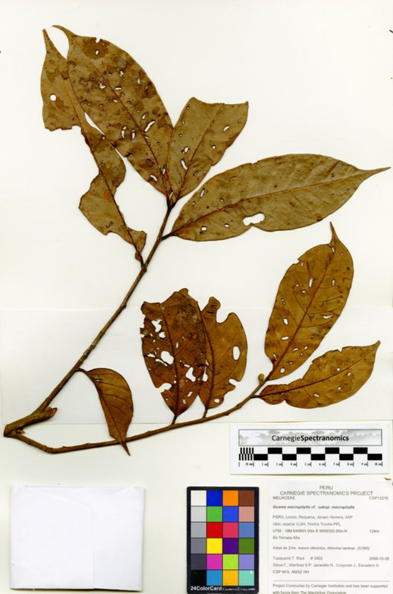 Guarea macrophylla subsp. macrophylla photo 2