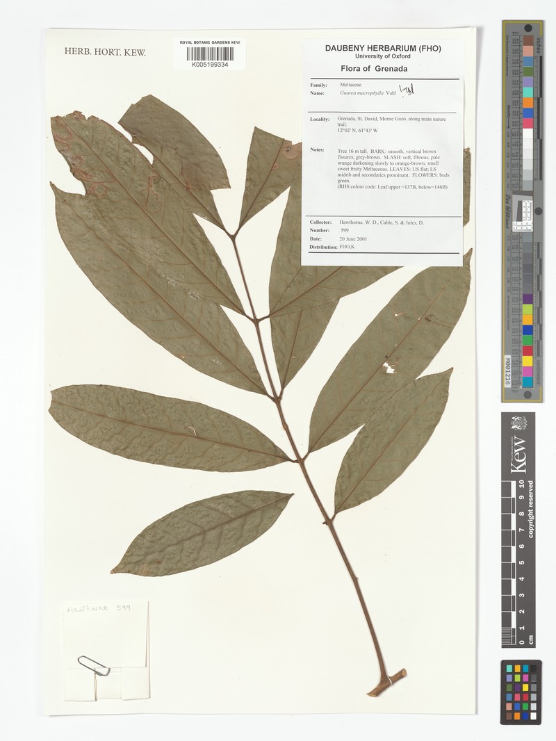 Guarea macrophylla subsp. macrophylla photo 3