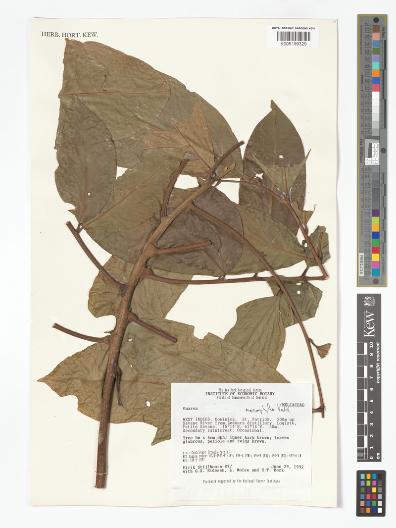 Guarea macrophylla subsp. macrophylla photo 4