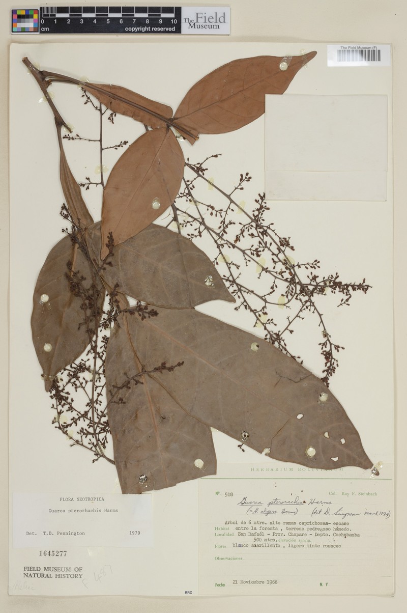 Guarea pterorhachis subsp. pterorhachis
