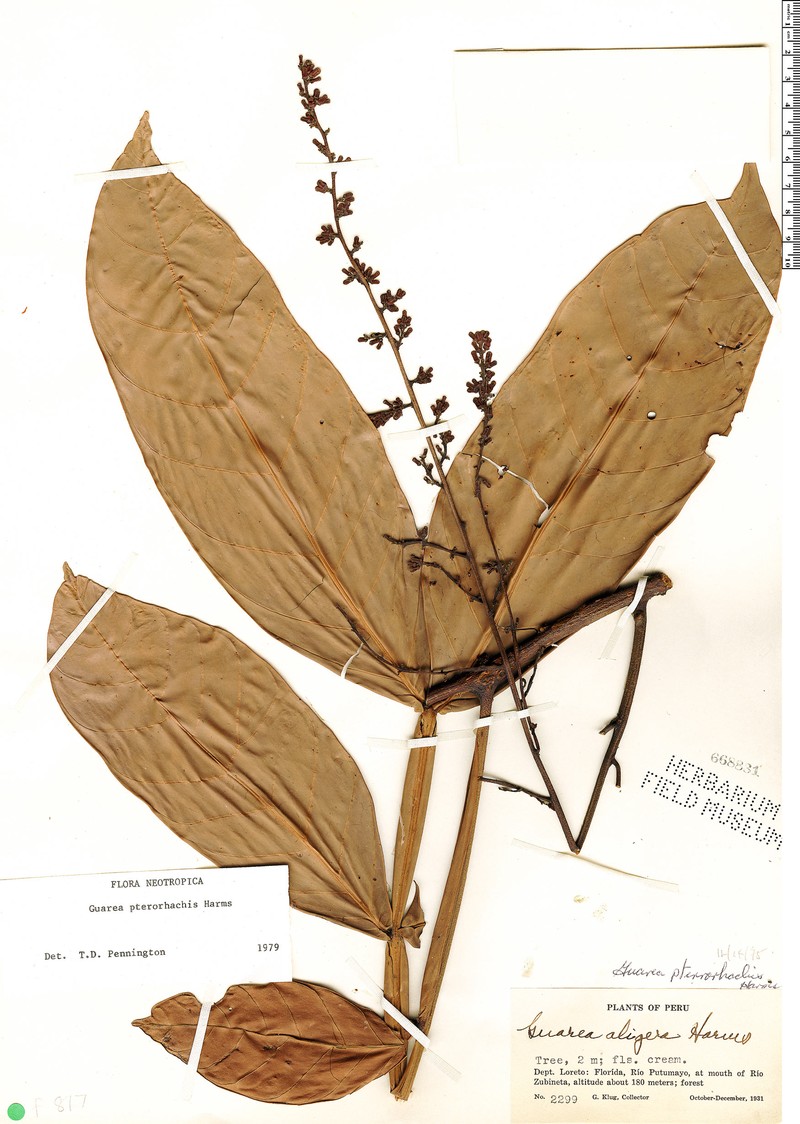 Guarea pterorhachis subsp. pterorhachis photo 2