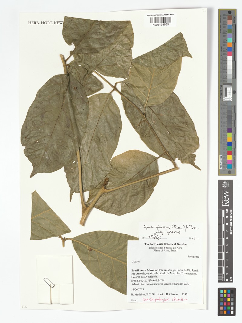 Guarea pubescens subsp. pubescens