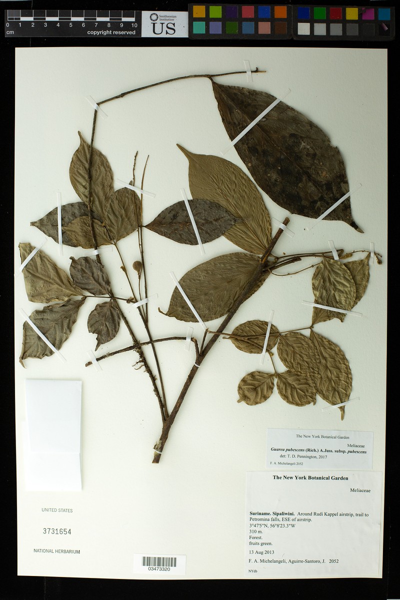 Guarea pubescens subsp. pubescens photo 2