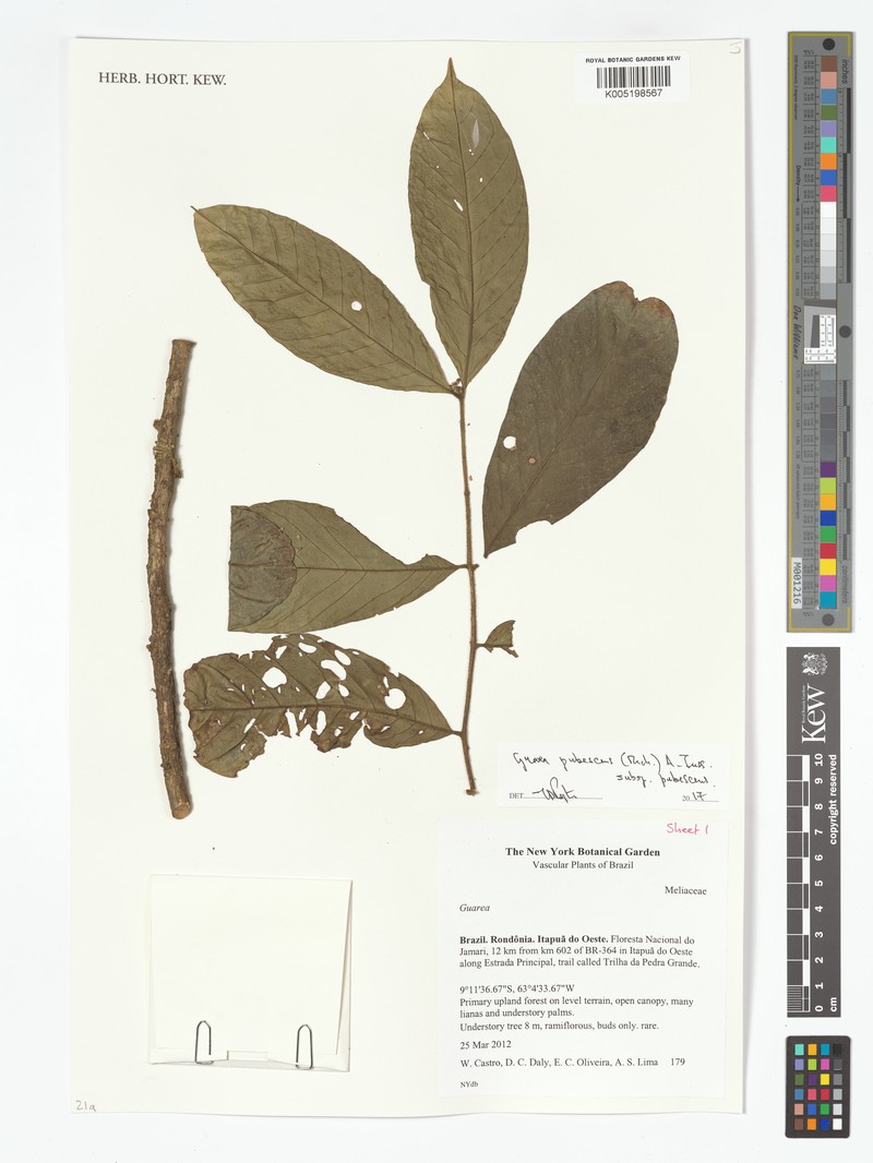 Guarea pubescens subsp. pubescens photo 3