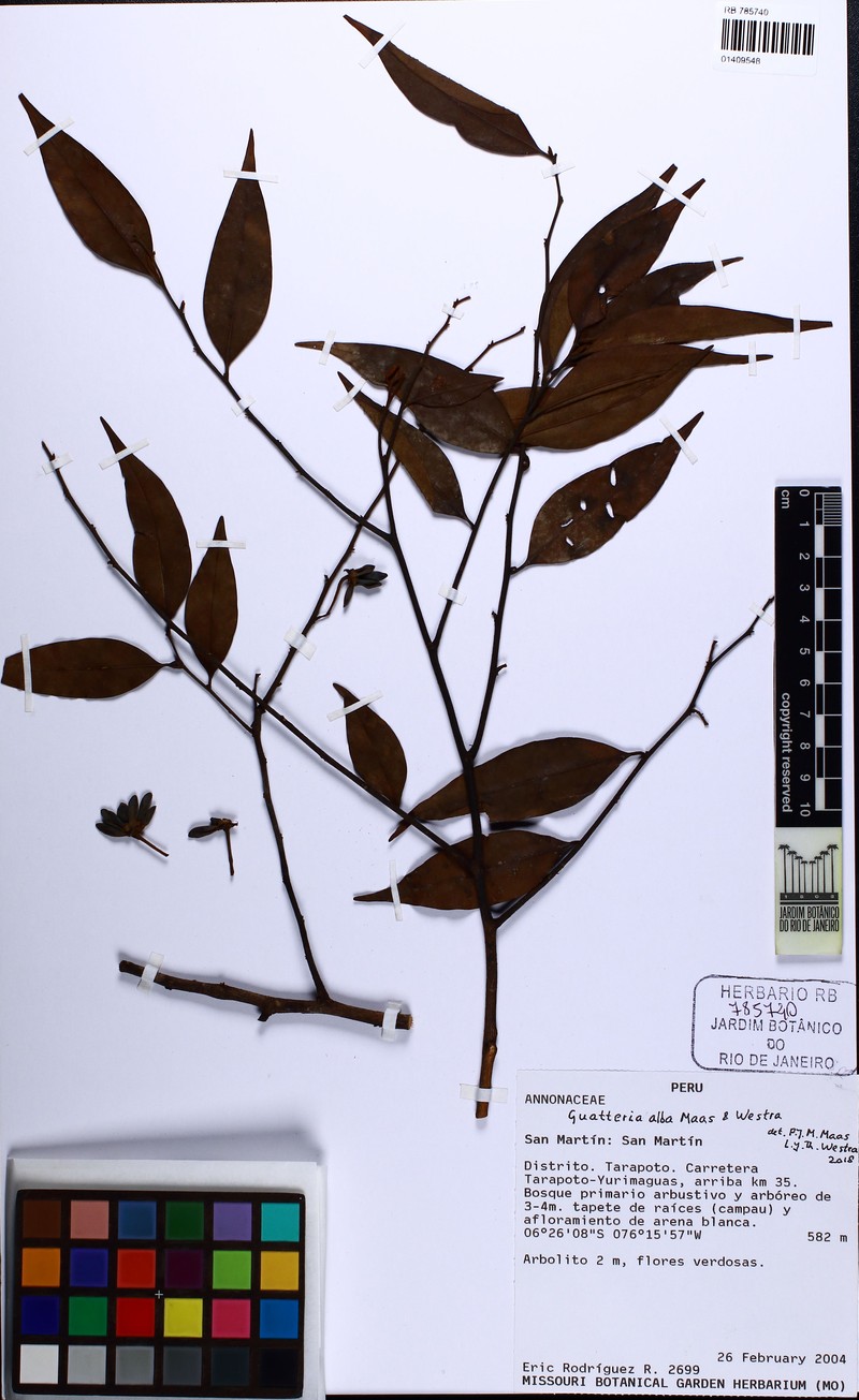 Guatteria alba