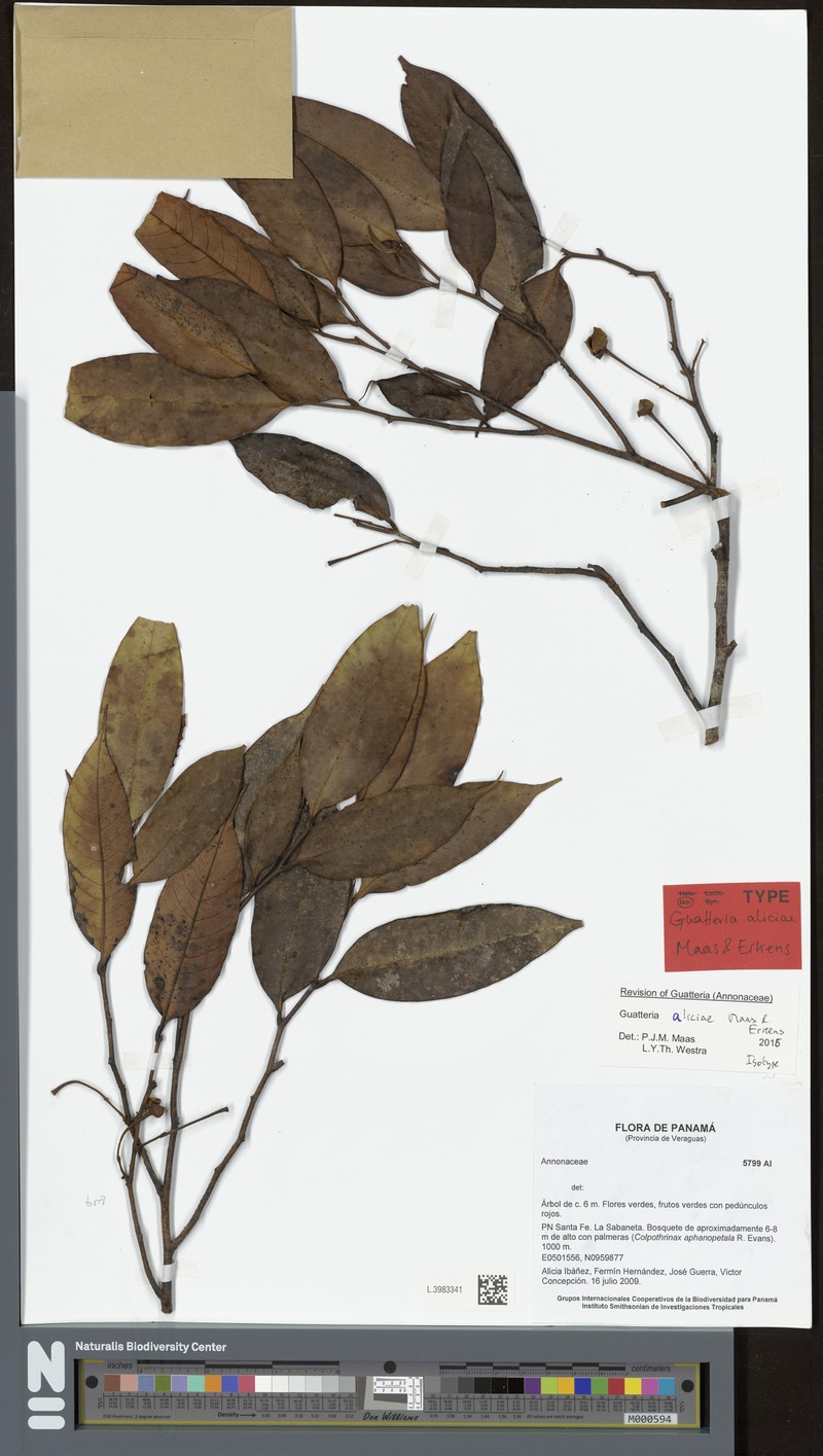 Guatteria aliciae