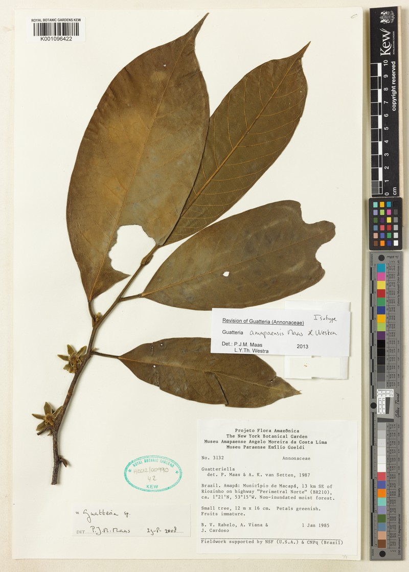 Guatteria amapaensis